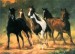 stádo krásných koní
